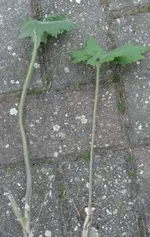 Unbekannt2_1.webp Unbekannt2_1.webp