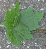 Unbekannt2_2.webp Unbekannt2_2.webp