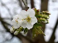 DSC_4216_Kirschblute.webp