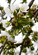 DSC_4219_Kirschblute.webp