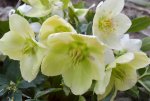 DSC_4231_Helleborus.jpg