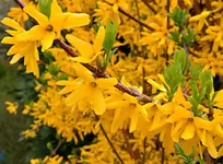DSC_4238_Forsythien.webp