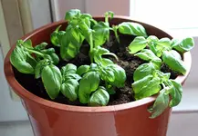 130426_basilikum_neu.webp