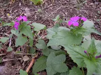 DSCN1899.webp