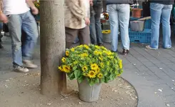 MarktVergesseneSonnenblumen.webp