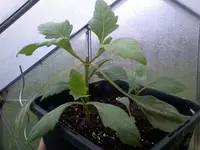 Dahlien27_4_13.webp