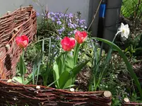 Frühling.webp