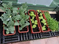 Salat und Kohlrabi.webp