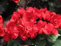 009.webp