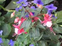 013.webp