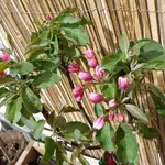 DSC01267.webp