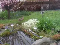 Stockenten2 27.4.2013.webp