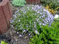 teppichphlox (2).webp