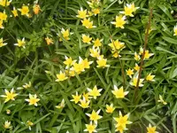 Wildtulpen 26.4.2013.webp