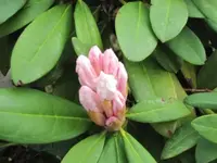 055.webp