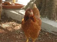 DSCN3422.webp