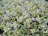 brunnera Variegata.webp