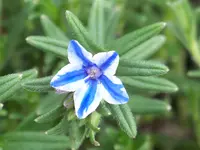 lithodoria Blue Star.webp