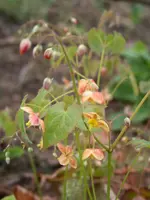 epimedium Orange Queen.webp