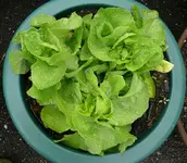 Kopfsalat-gross.webp