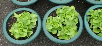 Kopfsalat-gross1.webp