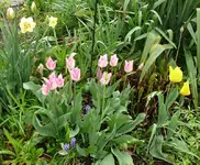 Blumen1-Tulpen.webp