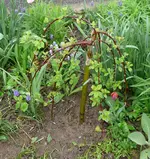 Blumen-Kätzchen.webp