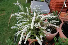 DSC_4327.2.webp