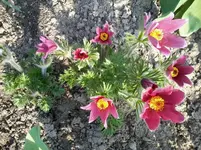 Pulsatilla25_4_13.webp
