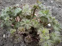 RitterspornRosa23_4_13.webp