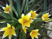 Wildtulpen.webp