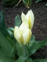 Tulpeweiß27_4_13.webp