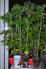 DSC_4252_Tomaten.webp