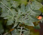 DSC_4254_Topftomate.webp
