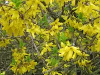 004.webp