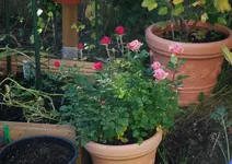 DSC_9384.2.webp