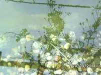 Molch (2).webp