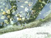 Molch (3).webp