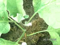 Aubergine.webp