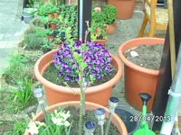 Balkonapfel.webp