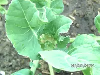 Staudenblumenkohl (2).webp