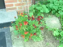 Blumen.webp