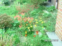 Blumen (3).webp
