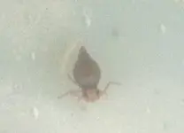 insekten_5.webp