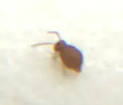 insekten_8.webp