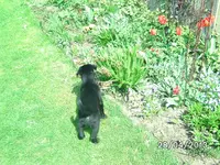 Flausen.webp