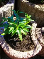 Pepino2.webp