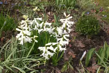Garten 04 2013 030.webp