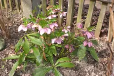Garten 04 2013 032.webp