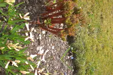 Garten 04 2013 034.webp